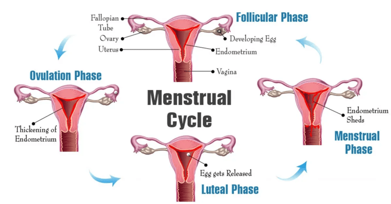 File:Menstrual-cycle-phases.webp